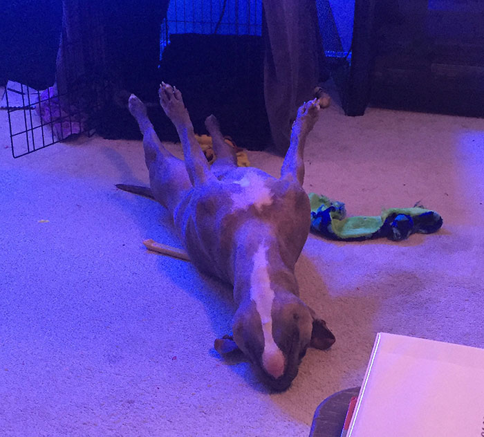 50 Times Dogs Managed To Fall Asleep In Hilariously Awkward Positions 50 Times Dogs Managed To Fall Asleep In Hilariously Awkward Positions