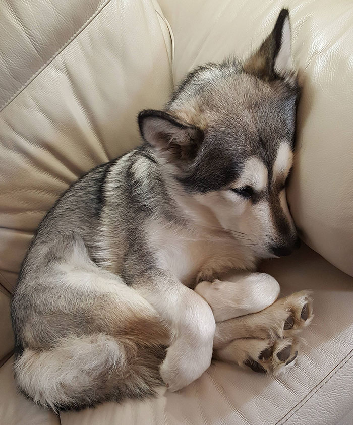 50 Times Dogs Managed To Fall Asleep In Hilariously Awkward Positions 50 Times Dogs Managed To Fall Asleep In Hilariously Awkward Positions