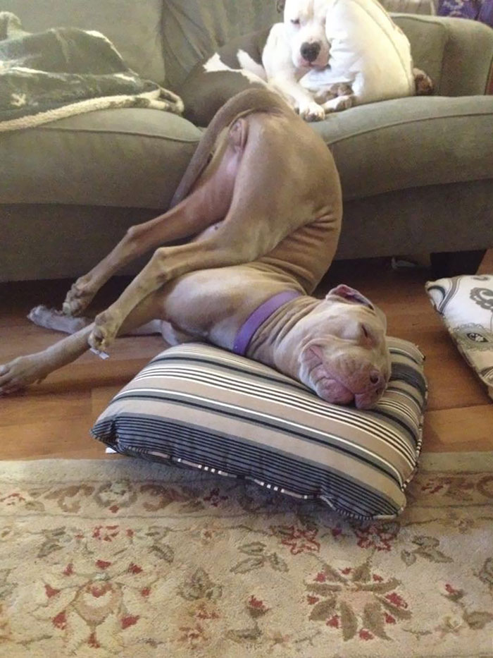 50 Times Dogs Managed To Fall Asleep In Hilariously Awkward Positions 50 Times Dogs Managed To Fall Asleep In Hilariously Awkward Positions