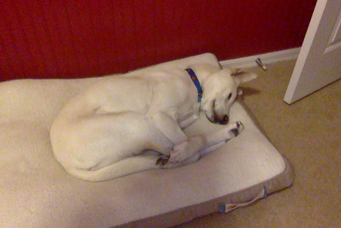 50 Times Dogs Managed To Fall Asleep In Hilariously Awkward Positions 50 Times Dogs Managed To Fall Asleep In Hilariously Awkward Positions