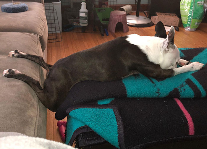 50 Times Dogs Managed To Fall Asleep In Hilariously Awkward Positions 50 Times Dogs Managed To Fall Asleep In Hilariously Awkward Positions