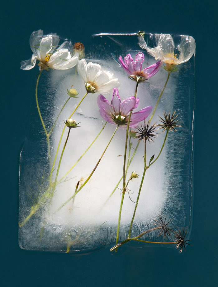 30 Pics Of Flowers That We Captured Encased In Ice (New Pics) 30 Pics Of Flowers That We Captured Encased In Ice (New Pics)