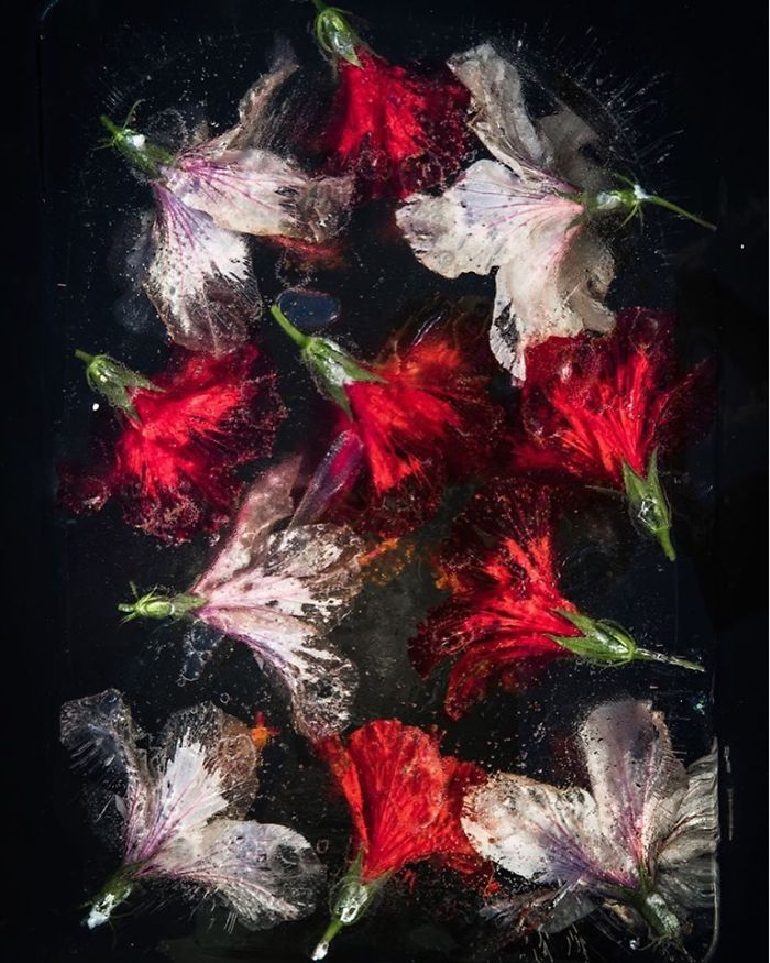 30 Pics Of Flowers That We Captured Encased In Ice (New Pics) 30 Pics Of Flowers That We Captured Encased In Ice (New Pics)
