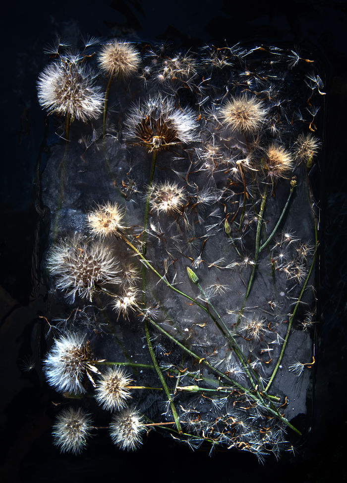 30 Pics Of Flowers That We Captured Encased In Ice (New Pics) 30 Pics Of Flowers That We Captured Encased In Ice (New Pics)