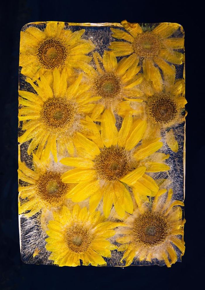 30 Pics Of Flowers That We Captured Encased In Ice (New Pics) 30 Pics Of Flowers That We Captured Encased In Ice (New Pics)
