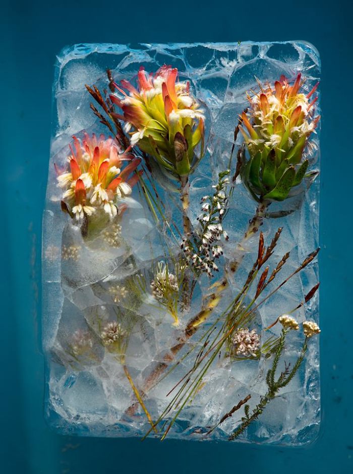 30 Pics Of Flowers That We Captured Encased In Ice (New Pics) 30 Pics Of Flowers That We Captured Encased In Ice (New Pics)