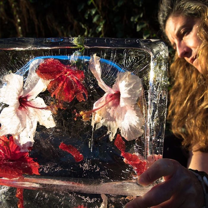 30 Pics Of Flowers That We Captured Encased In Ice (New Pics) 30 Pics Of Flowers That We Captured Encased In Ice (New Pics)