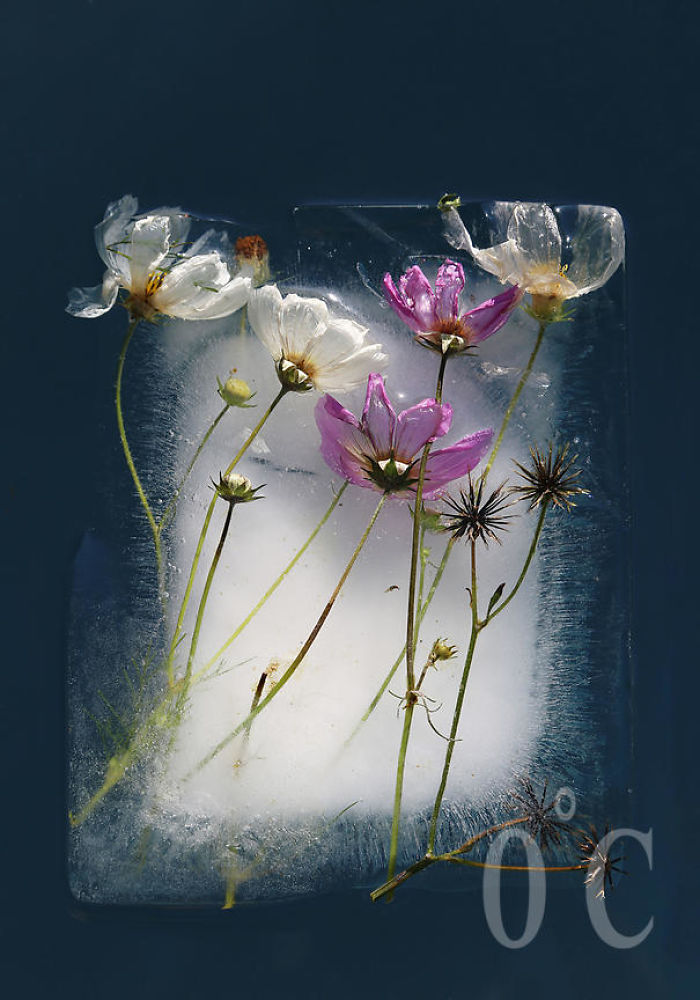 30 Pics Of Flowers That We Captured Encased In Ice (New Pics) 30 Pics Of Flowers That We Captured Encased In Ice (New Pics)