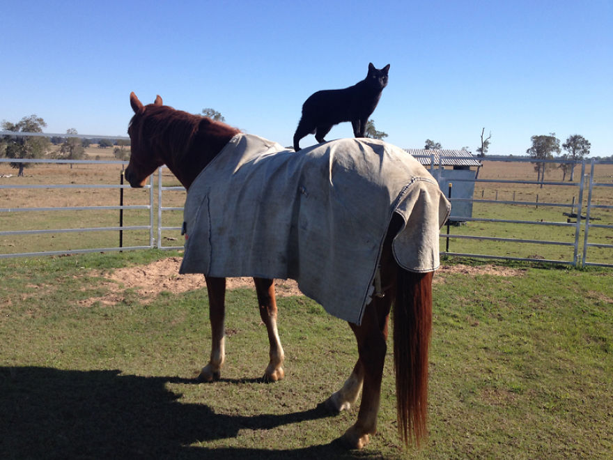 Here Are 22 Pics Of My Cat And Horse Who Have Been Inseparable Friends For The Last 6 Years Here Are 22 Pics Of My Cat And Horse Who Have Been Inseparable Friends For The Last 6 Years