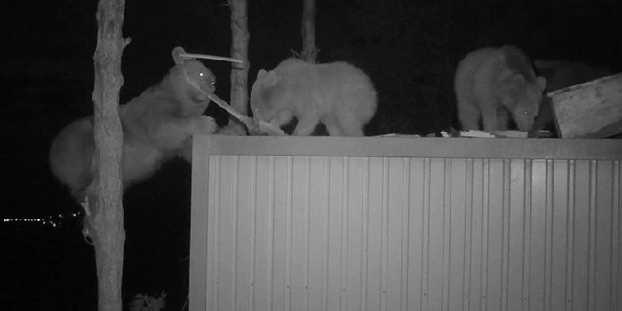 After Bears Kept Coming To This Man’s Bee Farm To Steal Honey, He Decided To Turn Them Into Honey Tasters