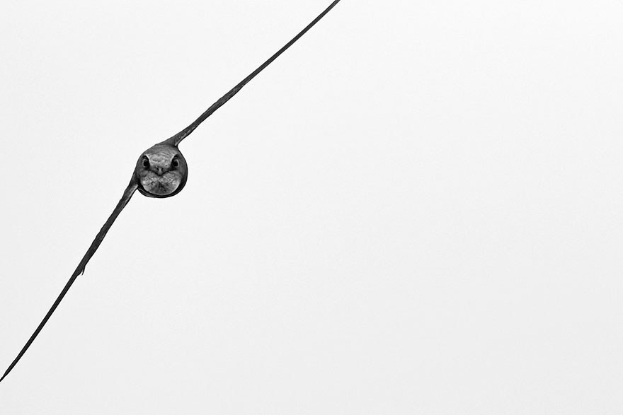 46 Best Bird Photos Of 2019 Have Been Announced, And They’re Amazing 46 Best Bird Photos Of 2019 Have Been Announced, And They’re Amazing