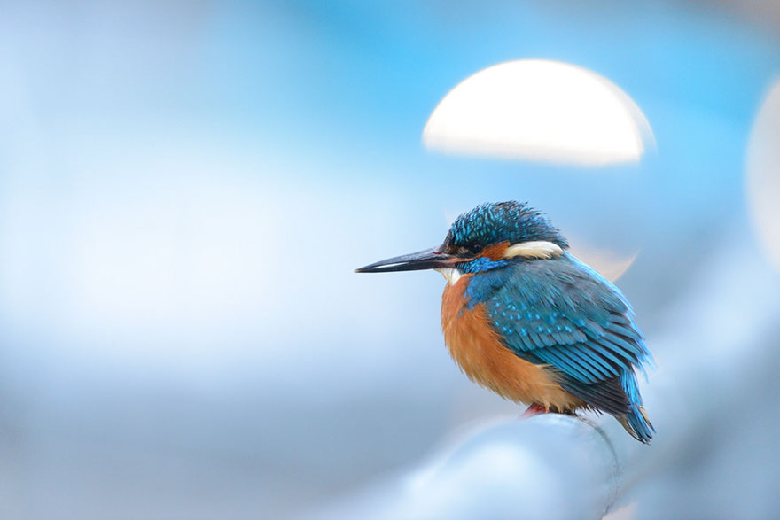 46 Best Bird Photos Of 2019 Have Been Announced, And They’re Amazing 46 Best Bird Photos Of 2019 Have Been Announced, And They’re Amazing