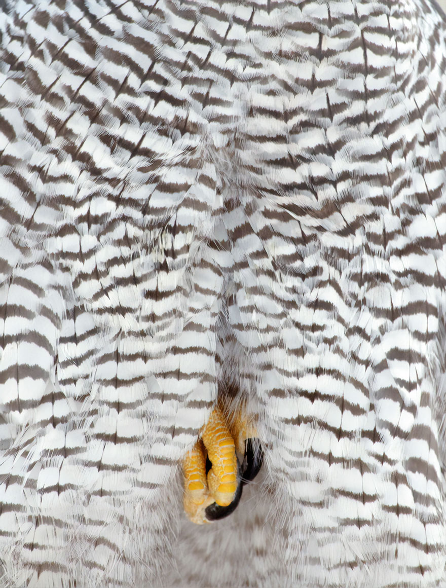 46 Best Bird Photos Of 2019 Have Been Announced, And They’re Amazing 46 Best Bird Photos Of 2019 Have Been Announced, And They’re Amazing