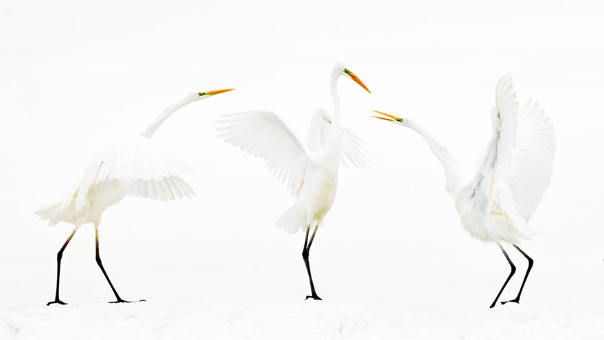 46 Best Bird Photos Of 2019 Have Been Announced, And They’re Amazing 46 Best Bird Photos Of 2019 Have Been Announced, And They’re Amazing