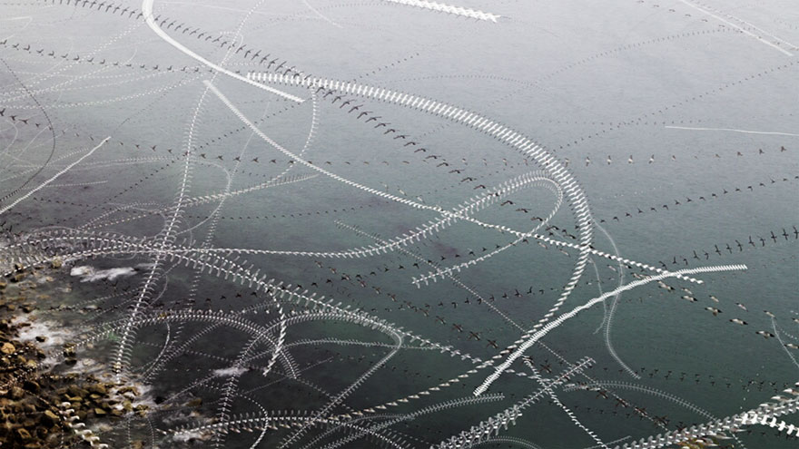 46 Best Bird Photos Of 2019 Have Been Announced, And They’re Amazing 46 Best Bird Photos Of 2019 Have Been Announced, And They’re Amazing