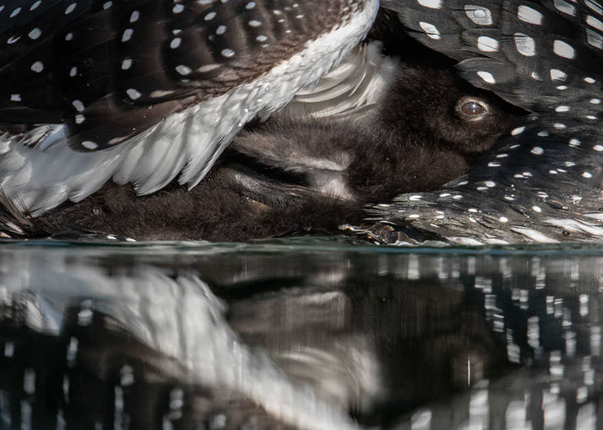 46 Best Bird Photos Of 2019 Have Been Announced, And They’re Amazing 46 Best Bird Photos Of 2019 Have Been Announced, And They’re Amazing