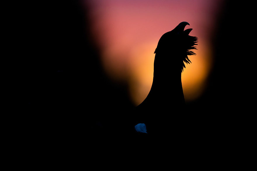 46 Best Bird Photos Of 2019 Have Been Announced, And They’re Amazing 46 Best Bird Photos Of 2019 Have Been Announced, And They’re Amazing