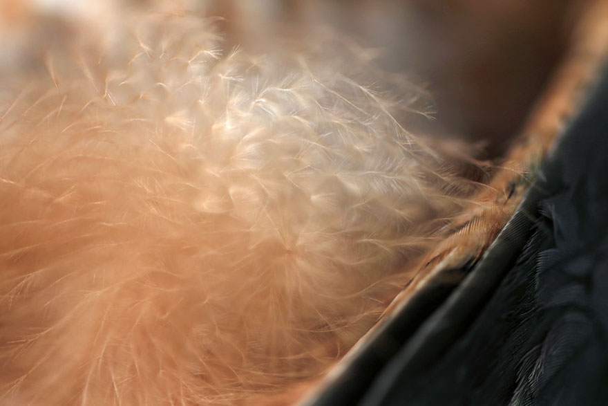 46 Best Bird Photos Of 2019 Have Been Announced, And They’re Amazing 46 Best Bird Photos Of 2019 Have Been Announced, And They’re Amazing