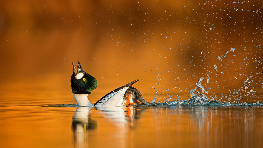 46 Best Bird Photos Of 2019 Have Been Announced, And They’re Amazing 46 Best Bird Photos Of 2019 Have Been Announced, And They’re Amazing