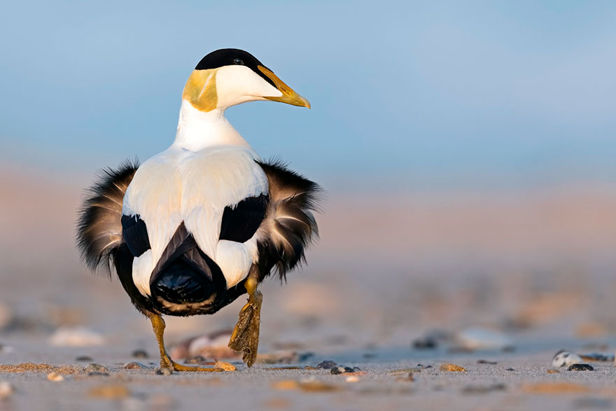 46 Best Bird Photos Of 2019 Have Been Announced, And They’re Amazing 46 Best Bird Photos Of 2019 Have Been Announced, And They’re Amazing