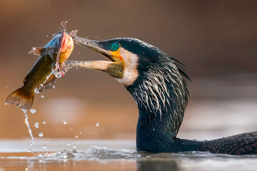 46 Best Bird Photos Of 2019 Have Been Announced, And They’re Amazing 46 Best Bird Photos Of 2019 Have Been Announced, And They’re Amazing