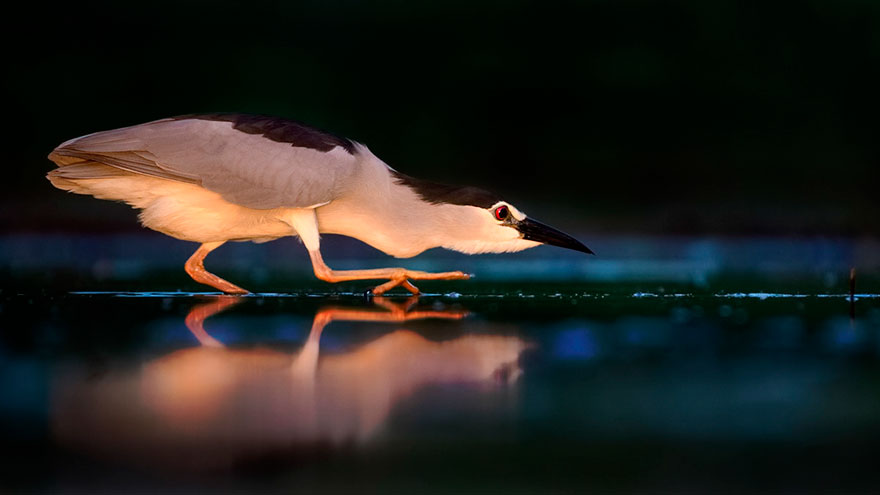 46 Best Bird Photos Of 2019 Have Been Announced, And They’re Amazing 46 Best Bird Photos Of 2019 Have Been Announced, And They’re Amazing