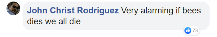 500 Million Bees Have Already Died In Brazil Within Three Months And The Future Of Our Food Is In Question 500 Million Bees Have Already Died In Brazil Within Three Months And The Future Of Our Food Is In Question