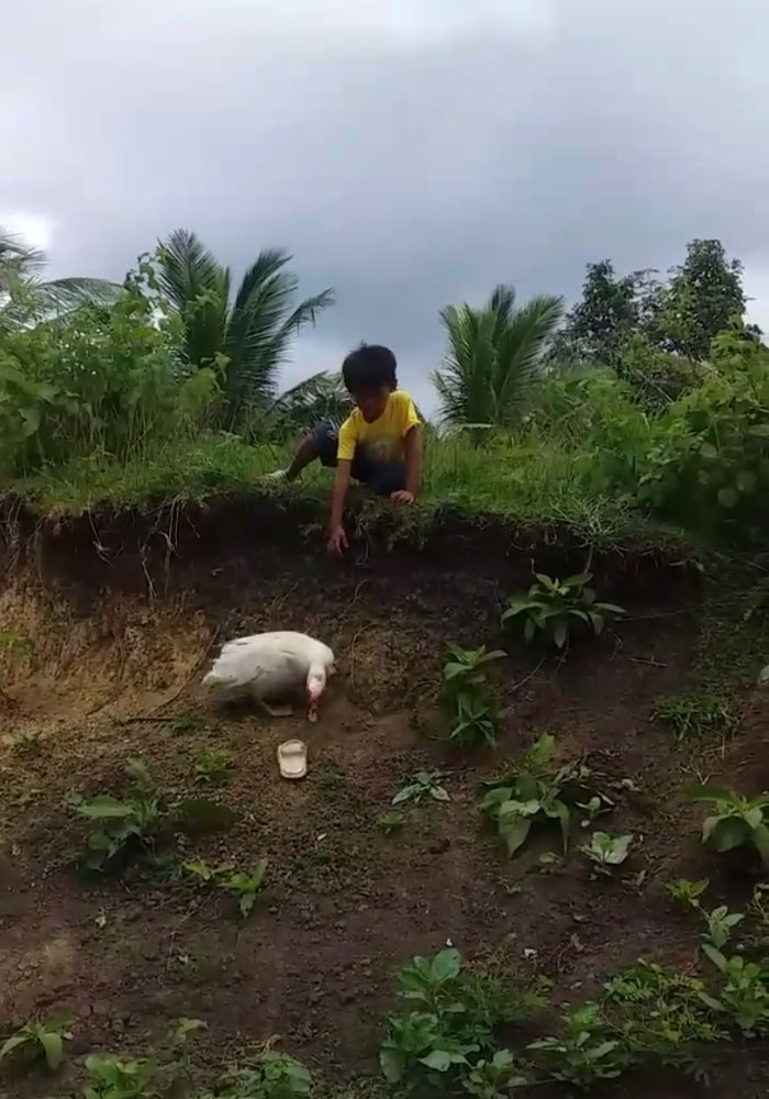 Little Boy’s Slipper Falls Down A Hill, Kind Duck Retrieves It Little Boy’s Slipper Falls Down A Hill, Kind Duck Retrieves It