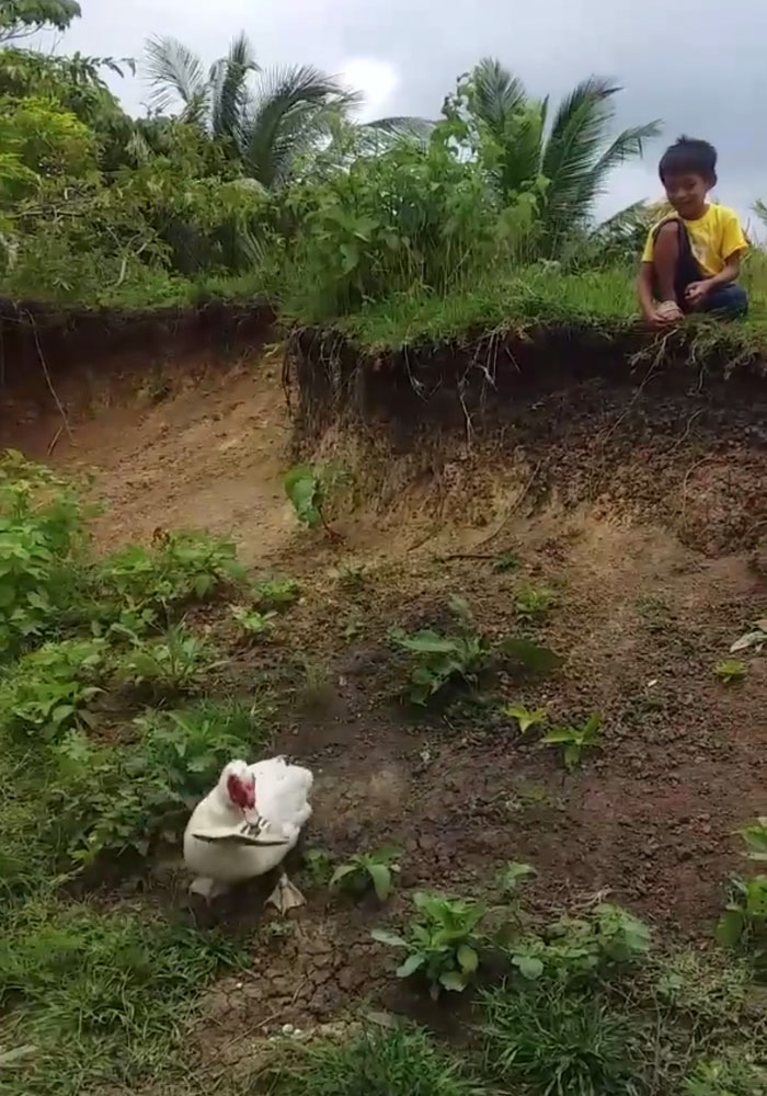 Little Boy’s Slipper Falls Down A Hill, Kind Duck Retrieves It Little Boy’s Slipper Falls Down A Hill, Kind Duck Retrieves It