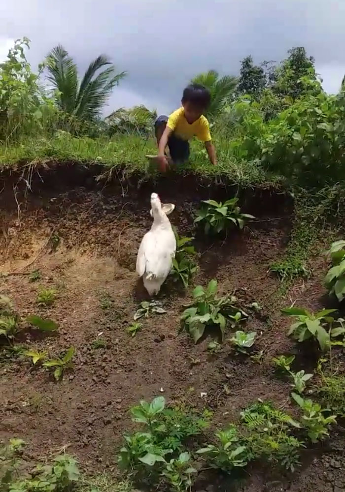 Little Boy’s Slipper Falls Down A Hill, Kind Duck Retrieves It Little Boy’s Slipper Falls Down A Hill, Kind Duck Retrieves It