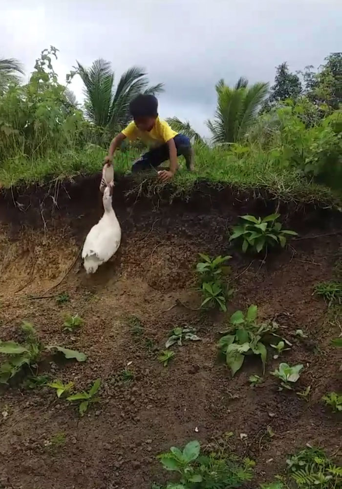 Little Boy’s Slipper Falls Down A Hill, Kind Duck Retrieves It Little Boy’s Slipper Falls Down A Hill, Kind Duck Retrieves It