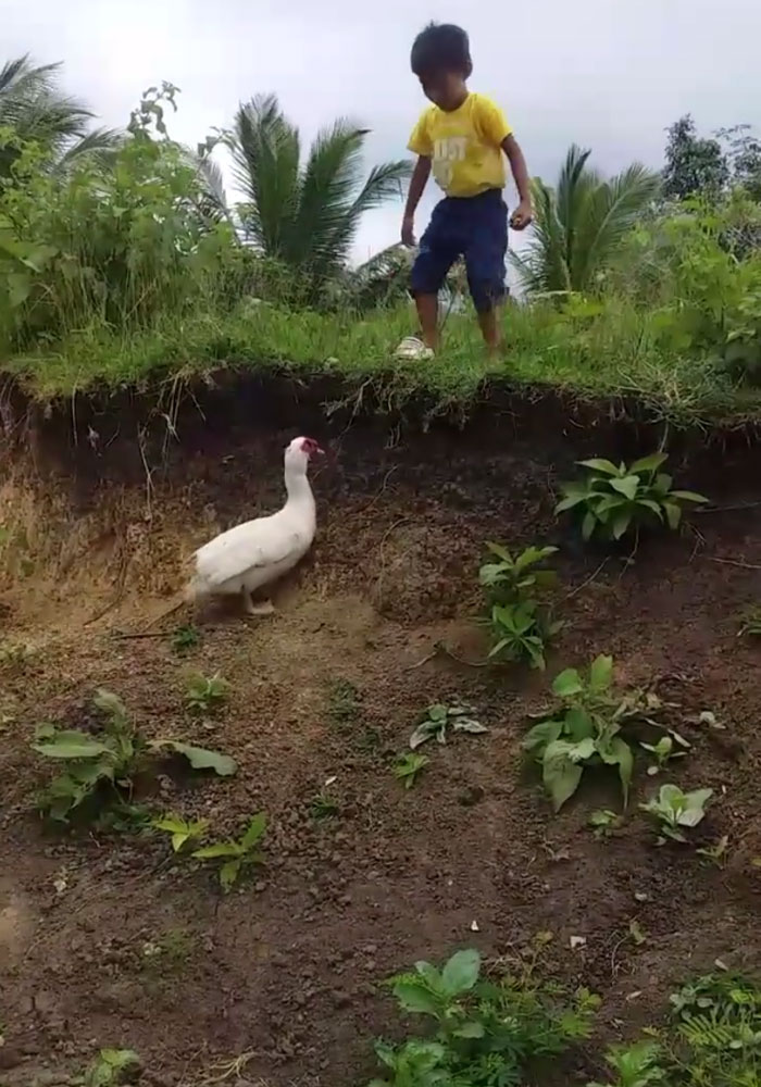 Little Boy’s Slipper Falls Down A Hill, Kind Duck Retrieves It Little Boy’s Slipper Falls Down A Hill, Kind Duck Retrieves It