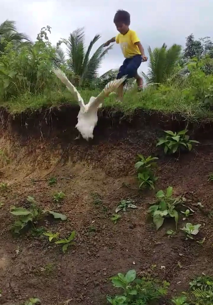 Little Boy’s Slipper Falls Down A Hill, Kind Duck Retrieves It Little Boy’s Slipper Falls Down A Hill, Kind Duck Retrieves It