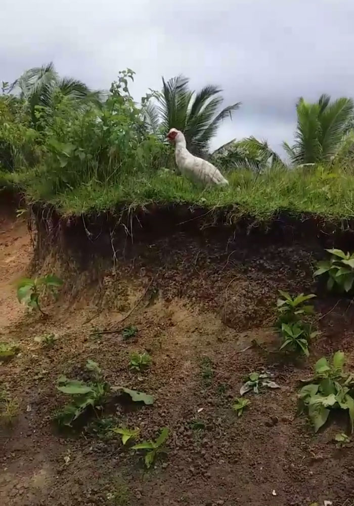 Little Boy&#8217;s Slipper Falls Down A Hill, Kind Duck Retrieves It