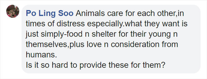 Little Boy’s Slipper Falls Down A Hill, Kind Duck Retrieves It Little Boy’s Slipper Falls Down A Hill, Kind Duck Retrieves It
