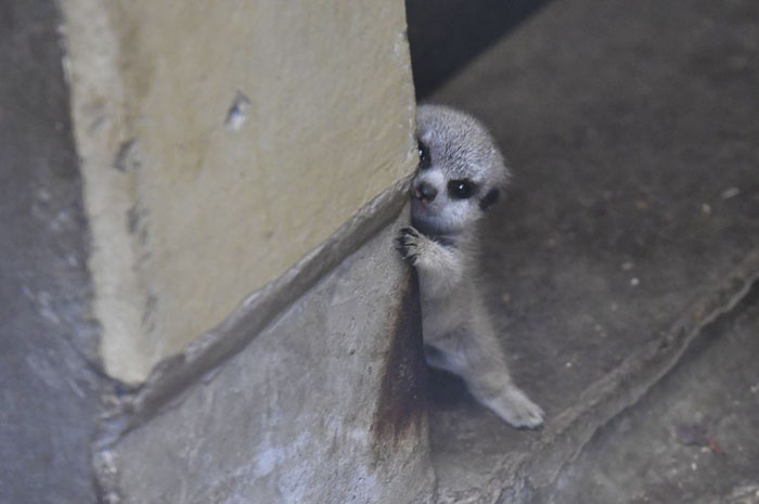 Japanese Photographer Captures A Shy-At-First Baby Meerkat And Its Family In 23 Pics Japanese Photographer Captures A Shy-At-First Baby Meerkat And Its Family In 23 Pics