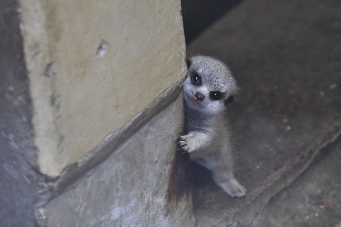 Japanese Photographer Captures A Shy-At-First Baby Meerkat And Its Family In 23 Pics Japanese Photographer Captures A Shy-At-First Baby Meerkat And Its Family In 23 Pics