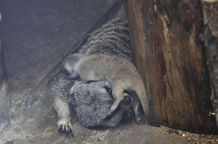 Japanese Photographer Captures A Shy-At-First Baby Meerkat And Its Family In 23 Pics Japanese Photographer Captures A Shy-At-First Baby Meerkat And Its Family In 23 Pics