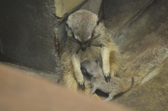 Japanese Photographer Captures A Shy-At-First Baby Meerkat And Its Family In 23 Pics Japanese Photographer Captures A Shy-At-First Baby Meerkat And Its Family In 23 Pics