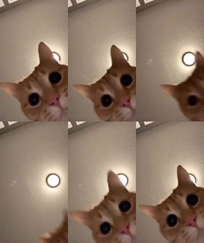 17-Year-Old Makes Hilarious TikTok Video Of Her Cat Dancing To “Mr. Sandman” And 1.5 Million People Love It 17-Year-Old Makes Hilarious TikTok Video Of Her Cat Dancing To “Mr. Sandman” And 1.5 Million People Love It