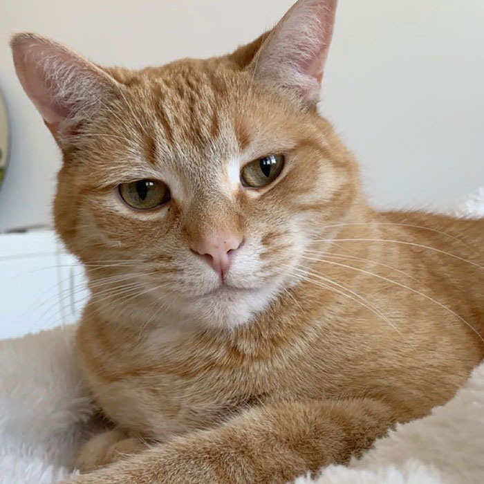 17-Year-Old Makes Hilarious TikTok Video Of Her Cat Dancing To “Mr. Sandman” And 1.5 Million People Love It 17-Year-Old Makes Hilarious TikTok Video Of Her Cat Dancing To “Mr. Sandman” And 1.5 Million People Love It