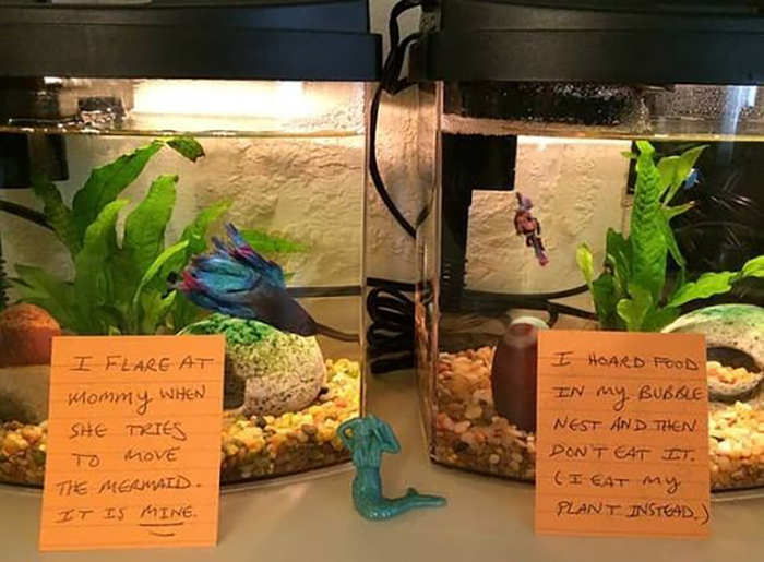 23 Hilarious Fish That Got Shamed Publicly For Being Naughty 23 Hilarious Fish That Got Shamed Publicly For Being Naughty