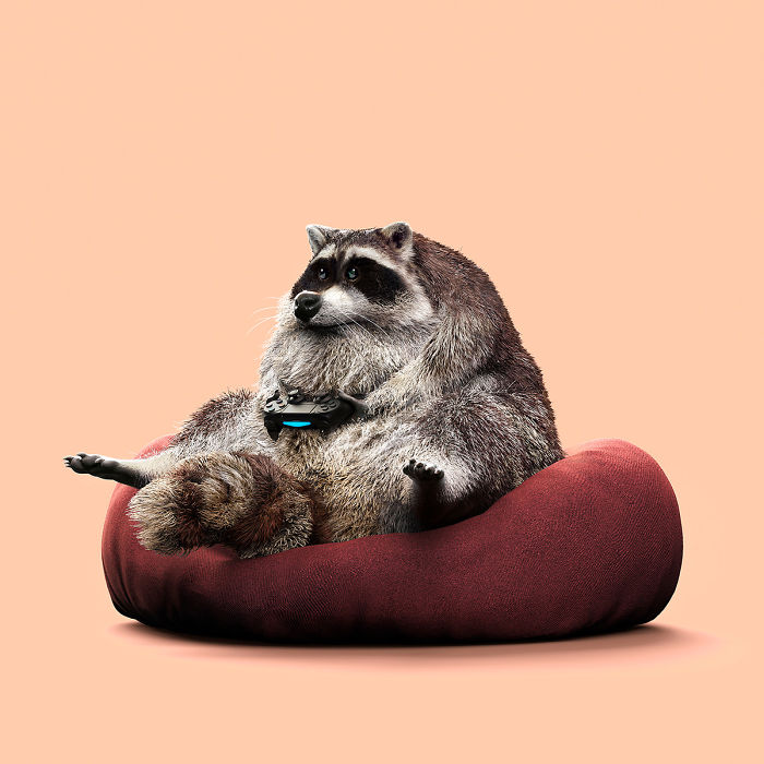 Chinese Artist Creates 20 Pics Of Slothful Animals To Parody How Lazy This Generation Is Becoming Chinese Artist Creates 20 Pics Of Slothful Animals To Parody How Lazy This Generation Is Becoming