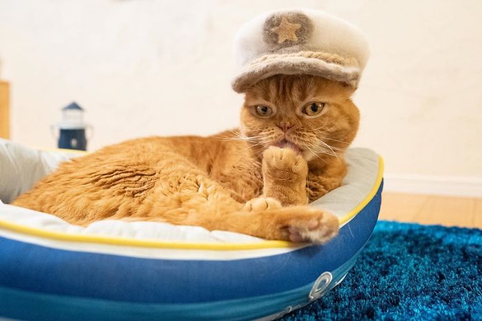 These Cats Have A Huge Collection Of Hats Made Out Of Their Shed Fur These Cats Have A Huge Collection Of Hats Made Out Of Their Shed Fur