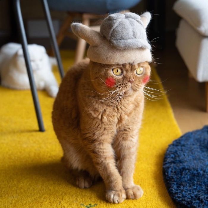 These Cats Have A Huge Collection Of Hats Made Out Of Their Shed Fur These Cats Have A Huge Collection Of Hats Made Out Of Their Shed Fur