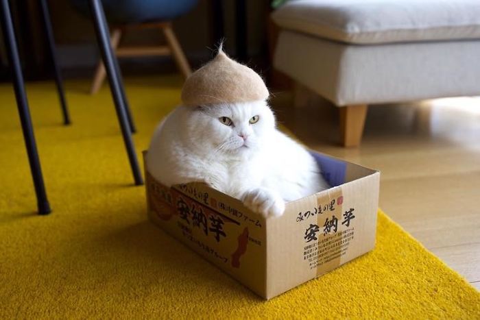 These Cats Have A Huge Collection Of Hats Made Out Of Their Shed Fur These Cats Have A Huge Collection Of Hats Made Out Of Their Shed Fur