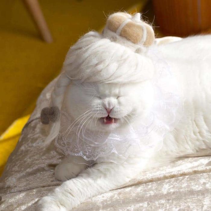 These Cats Have A Huge Collection Of Hats Made Out Of Their Shed Fur These Cats Have A Huge Collection Of Hats Made Out Of Their Shed Fur