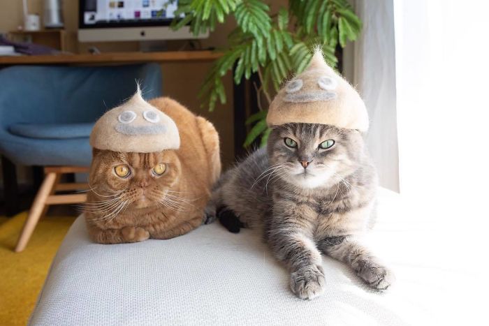These Cats Have A Huge Collection Of Hats Made Out Of Their Shed Fur These Cats Have A Huge Collection Of Hats Made Out Of Their Shed Fur