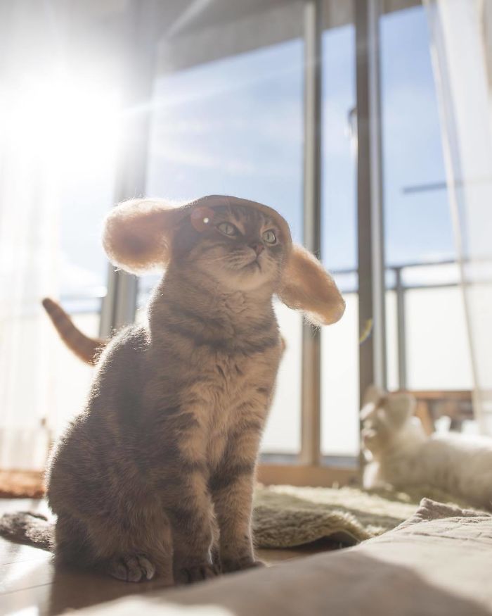 These Cats Have A Huge Collection Of Hats Made Out Of Their Shed Fur These Cats Have A Huge Collection Of Hats Made Out Of Their Shed Fur