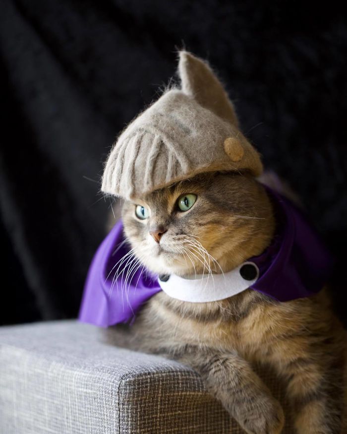 These Cats Have A Huge Collection Of Hats Made Out Of Their Shed Fur These Cats Have A Huge Collection Of Hats Made Out Of Their Shed Fur